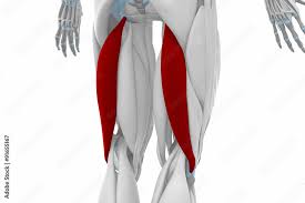 extensor of the thigh, flexor of the leg