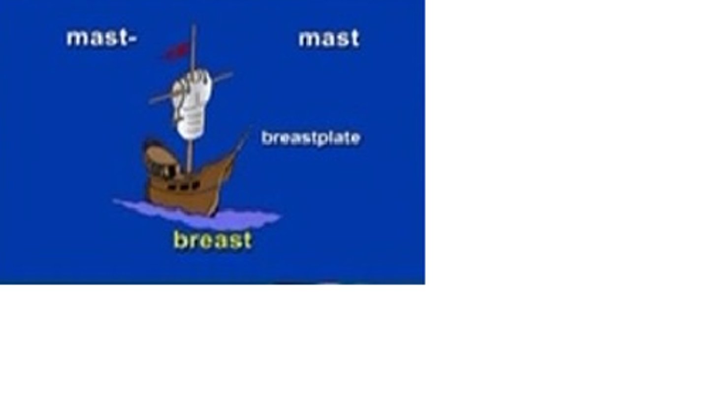<p>breast</p>