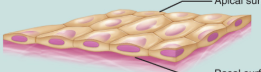 <p>simple</p>
