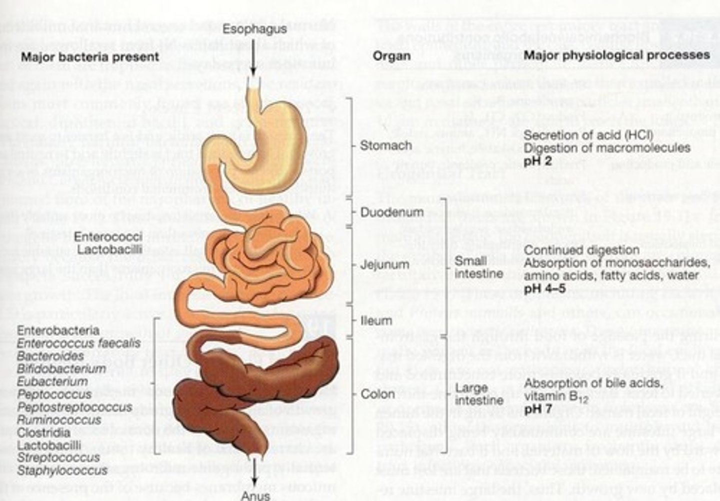 <p>Protected by acid, mucus, bile, and enzymes.</p>