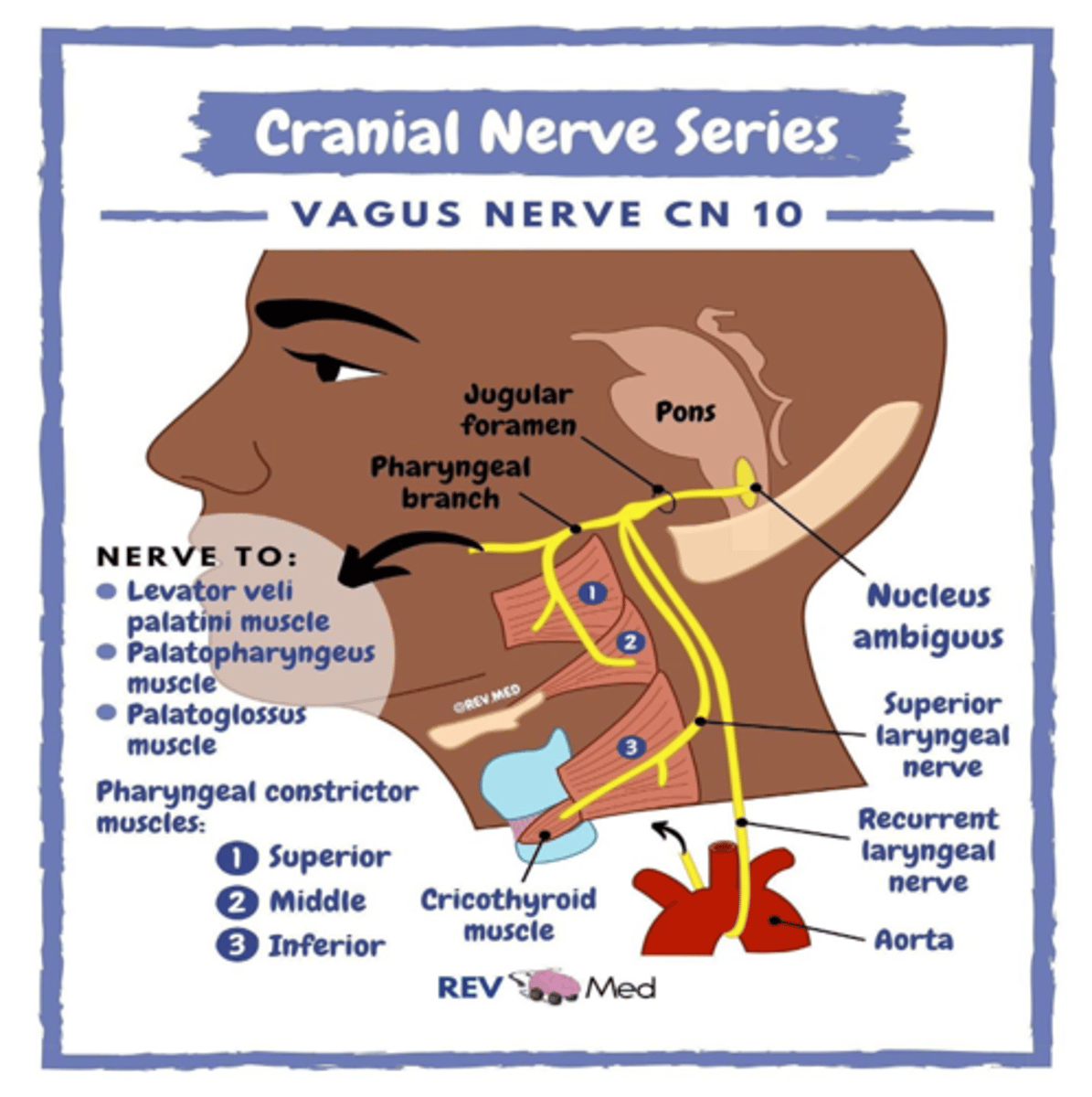 <p>Vagus nerve (CN X)</p>