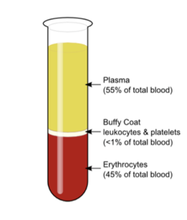 <p>the appearance of the layer which is made up of white blood cells</p>