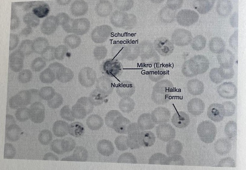 <img src="https://knowt-user-attachments.s3.amazonaws.com/a3725b65-587c-48cc-9272-696eb8b2f6f3.jpg" data-width="100%" data-align="center" alt="knowt flashcard image"><img src="https://knowt-user-attachments.s3.amazonaws.com/685c8b6d-900b-46f6-a622-472b80692b42.jpg" data-width="100%" data-align="center" alt="knowt flashcard image"><p></p>