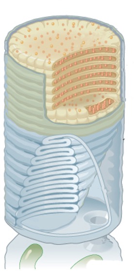 <p><strong>Rods</strong><span> are responsible for dim-light vision (night vision), while </span><strong>cones</strong><span> are responsible for color vision and function in bright light.</span></p><p></p>