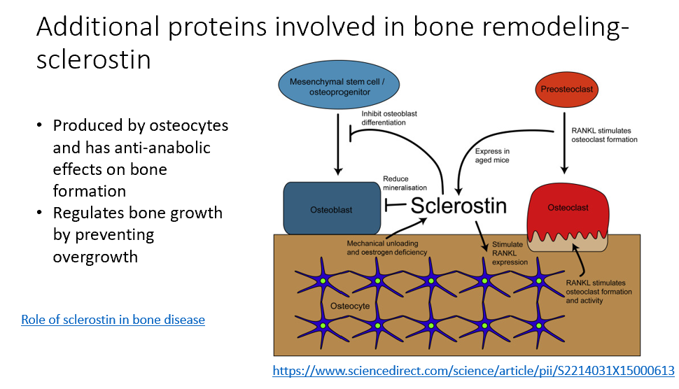 <p>Additional protein involved in bone remodeling</p><p><strong>Made by osteocytes</strong></p><p>Anti-anabolic effects on bone formation</p><p>Regulates <strong>bone growth, prevents overgrowth</strong></p><ul><li><p>Reduces bone mineralization (osteoblasts)</p></li></ul><p><strong>Target in treating osteoporosis!</strong></p>