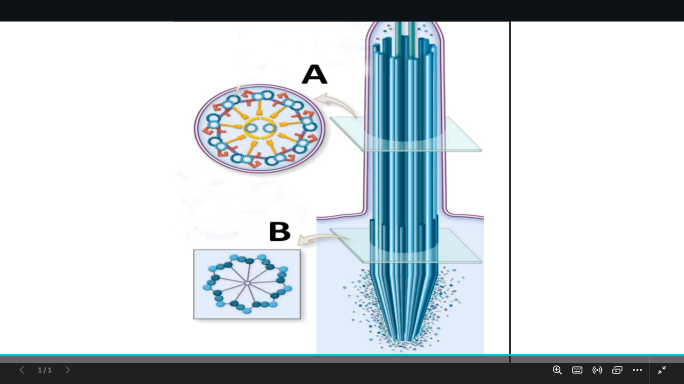 <p>identify a and b</p><p>mention the internal structure of a and b</p>