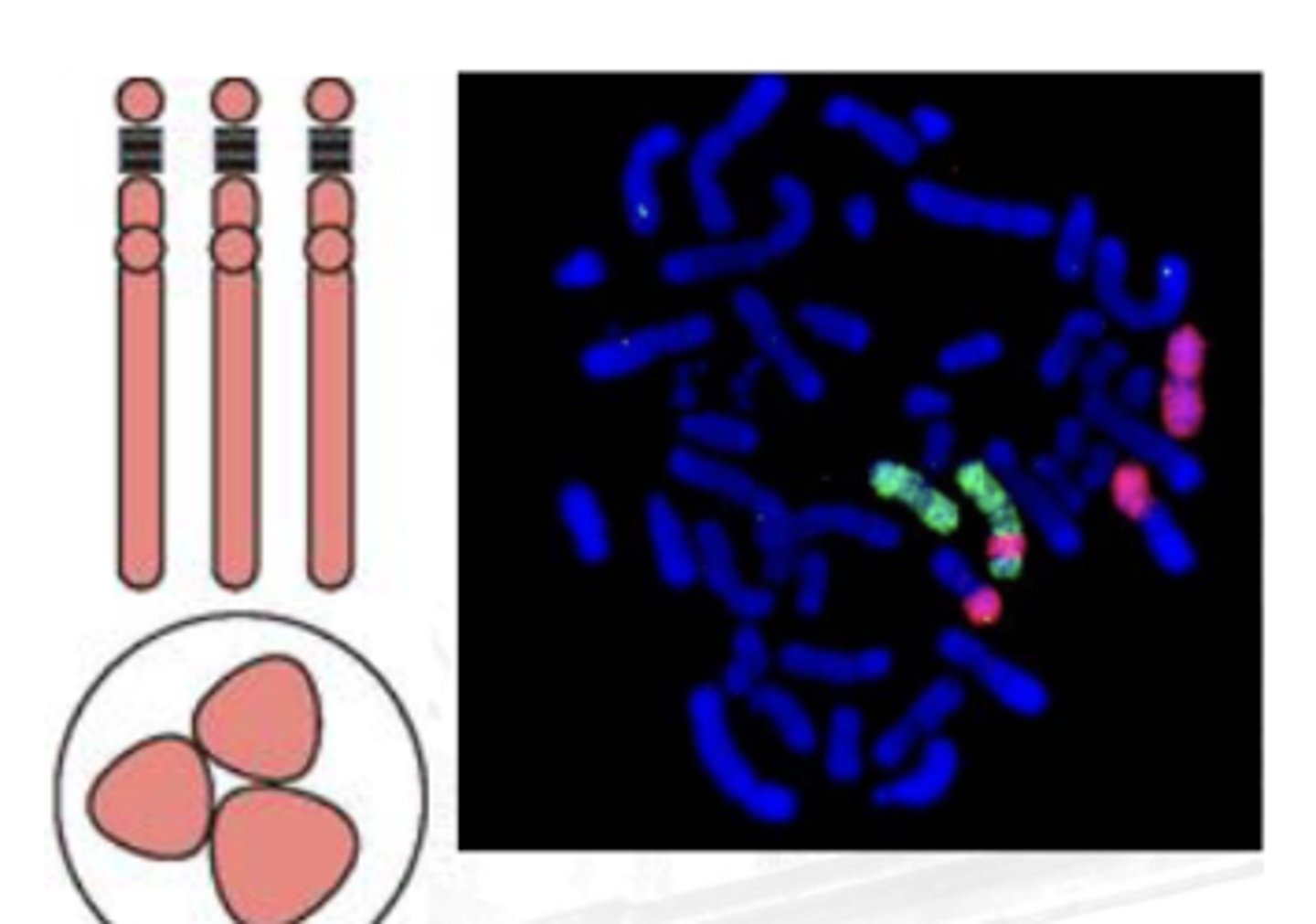 <p>A collection of smaller probes that bind to the whole length of the chromosome</p><p>Useful in the examination of chromosomal aberrations</p><p>(Sir clive thinks that this is used if the DNA is in between the p-arm and the q-arm and he does not see the purpose of using whole chrome probes)</p>