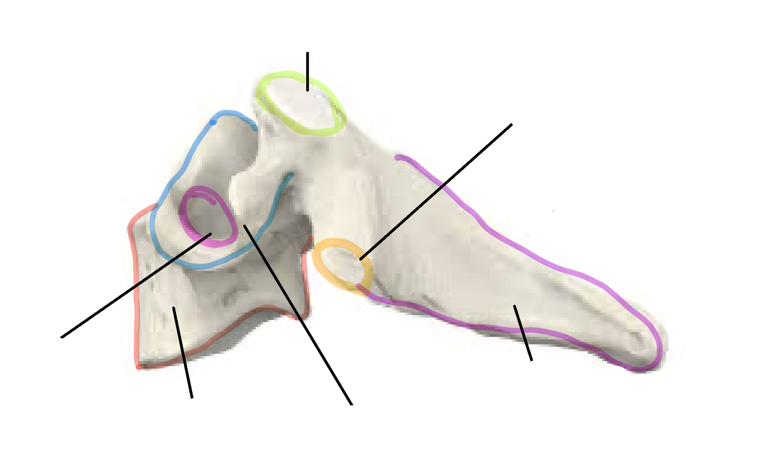 <p>Which vertebrae is this </p>