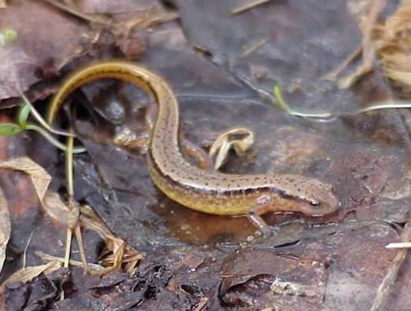 <p>What salamander has:</p><p>- Light, yellow/brown coloration</p><p>- Unbroken stripes extending the length of the tail</p><p>- A tail that's over half its body length</p><p>- A row of mottled, light circles on the sides</p><p>- 14 costal grooves</p><p>- Rare paedomorphism</p><p>- A range across most of GA except the northern blue ridge and SE coastal plain</p>
