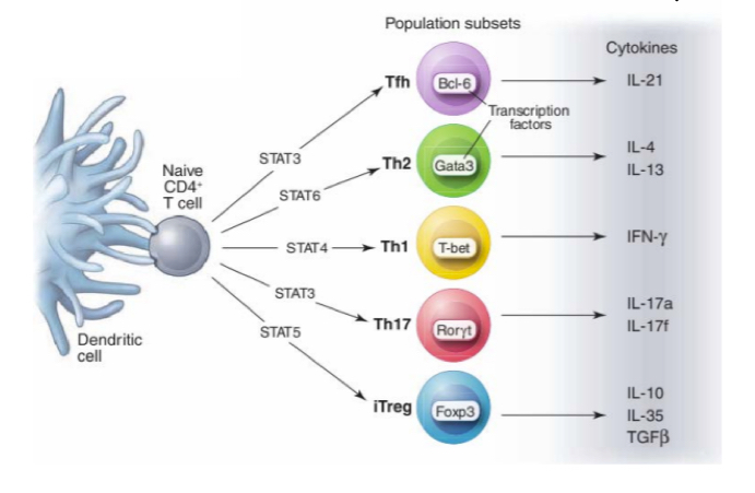 <p><span>It is related to a soluble molecule that determines which type of cytokine is released by DCs and teh type of subset the T cell will have</span></p>