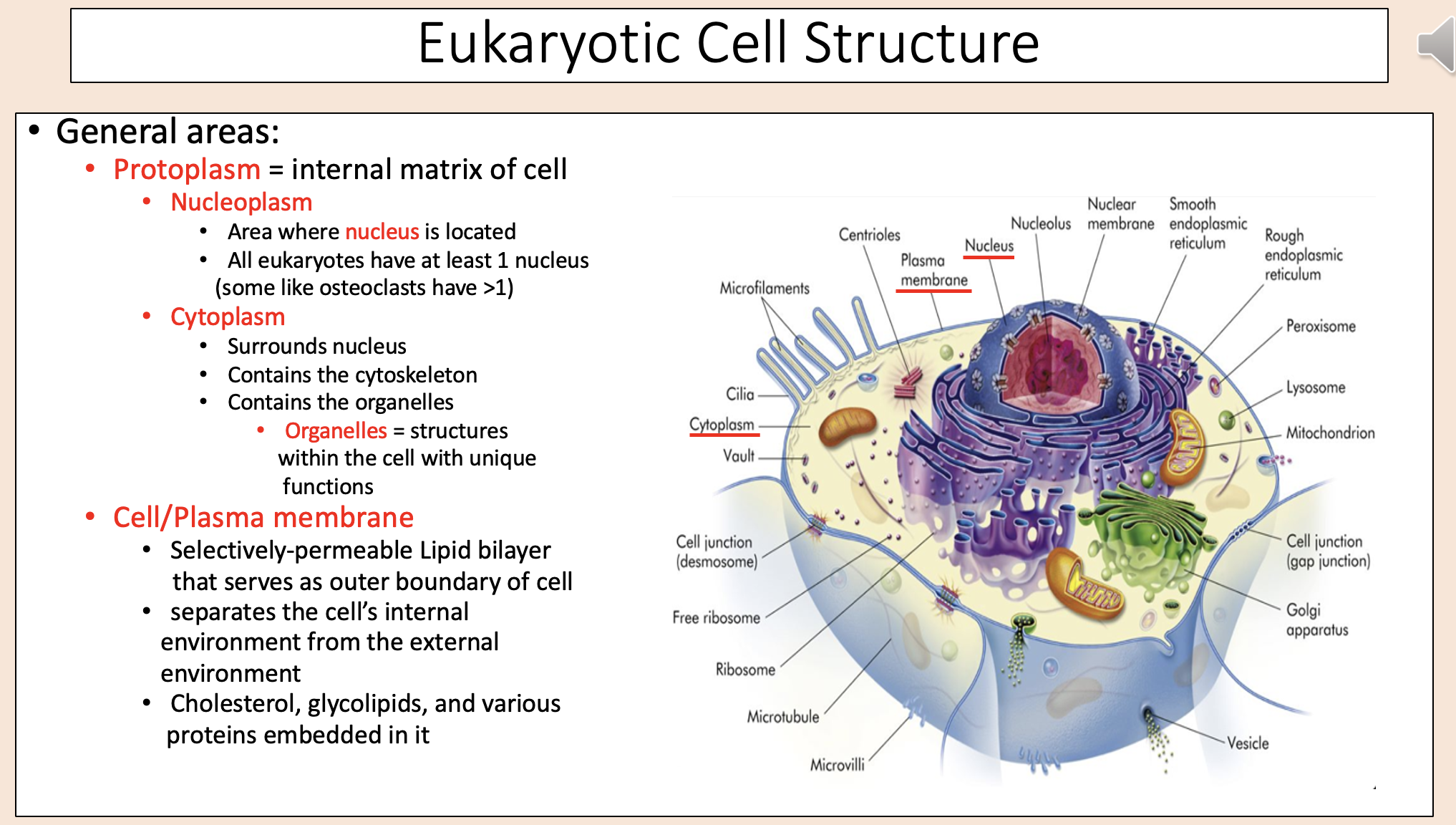 <p><span style="color: rgb(255, 0, 0);"><span>Organelles </span></span><span><span>= structures within the cell with unique functions. </span></span></p>