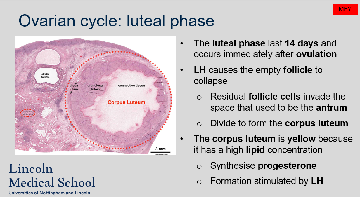 <ol><li><p>The luteal phase of the ovarian cycle lasts 14 days and occurs immediately after ovulation.</p></li><li><p>LH causes the empty follicle to collapse, and residual follicle cells invade the space that used to be the antrum and divide to form the corpus luteum.</p></li><li><p>The corpus luteum is yellow because it has a high lipid concentration.</p></li><li><p>The corpus luteum synthesizes progesterone, which is important for preparing the uterus for pregnancy. The formation of the corpus luteum is stimulated by LH.</p></li></ol>