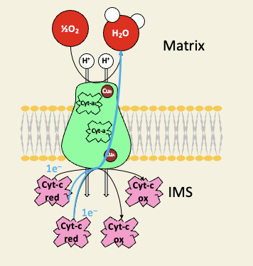 <ul><li><p>many famous inhibitors bind the cyt-a/a<sub>3</sub> oxygen binding site </p></li><li><p>carbon monoxide </p></li><li><p>cyanide </p></li><li><p>azide </p></li></ul><p></p>