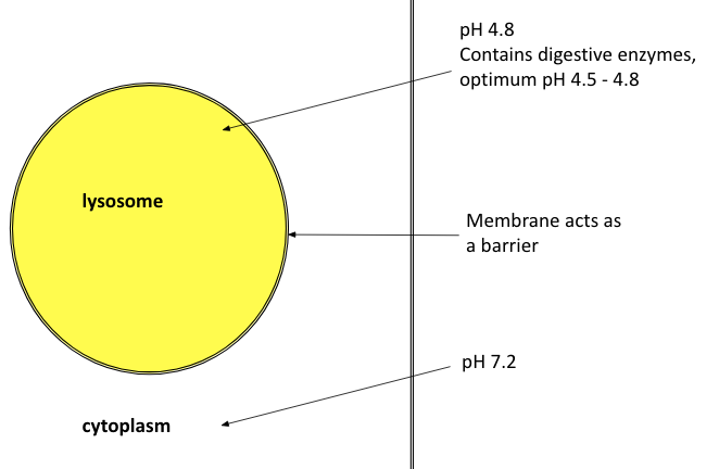 <ul><li><p>separates organelles from cytoplasm - allows specific metabolic reactions to happen e.g. respiration in mitochondria, photosynthesis in chloroplasts</p></li><li><p>controls entry/exit of materials</p></li><li><p>provides an internal support system e.g. ER</p></li><li><p>isolates enzymes that could cause cell damage e.g. lysosomes</p></li><li><p>provides surface for reactions to take place e.g. RER</p></li></ul><p></p>
