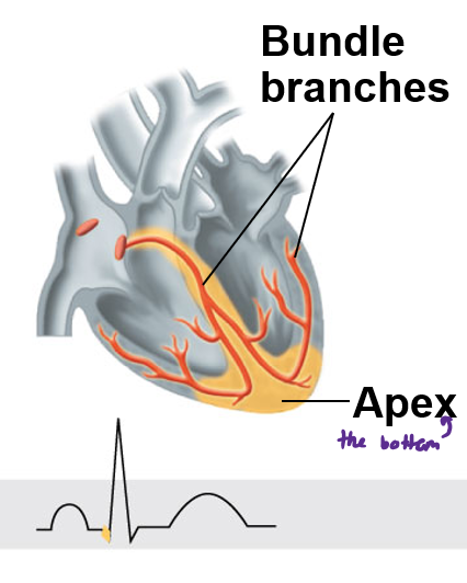 <p>What happens at the first drop line of the ECG</p>