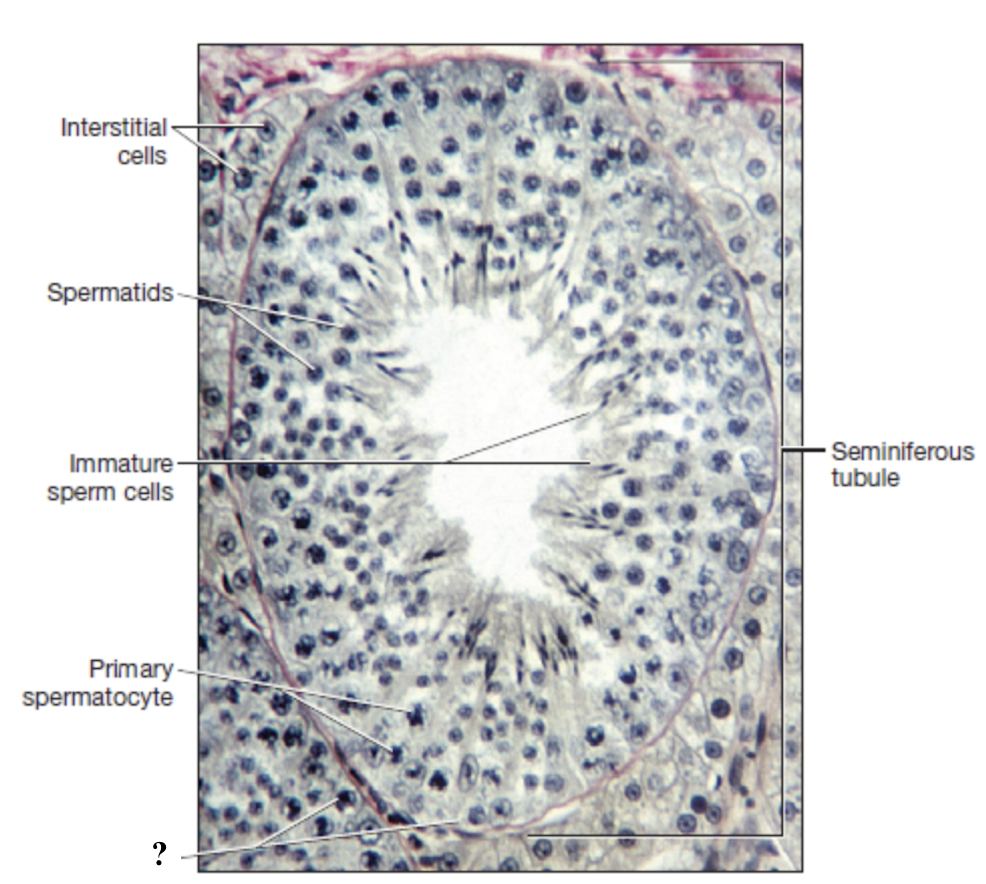 <p>spermatogonia (stem cell) in outer wall of the seminiferous tubule undergoes mitotic division</p><ul><li><p>one cell remains a spermatogonium</p></li><li><p>other cell becomes primary spermatocyte</p></li></ul><p></p>