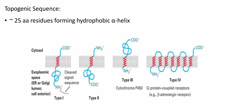 <ul><li><p>Embeds proteins in the ER membrane during co-translational transport </p></li><li><p>25 amino acid long sequence forming a hydrophobic a-helix with ability to embed in membrane</p></li><li><p>Determines topology&nbsp;(# of times the protein crosses membrane and orientation of it) </p></li><li><p>There are 4 classes of proteins based on their topology and sequences used&nbsp;</p><ul><li><p>Type I / II / III: Span the membrane once</p></li><li><p>Type IV: Span the membrane multiple times&nbsp;</p></li></ul></li></ul><p></p>