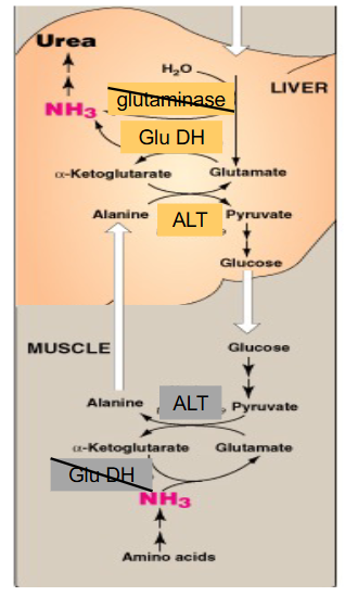 <p>Alanine Amino Transfer to Liver</p>