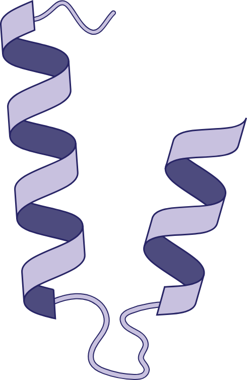 <p>Helix Loop Helix Motif</p>