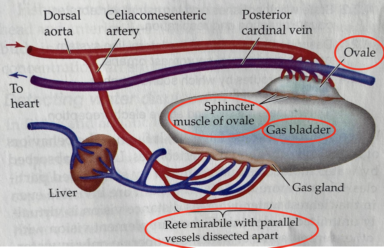 <p>Increase gas bladder volume by secreting gas from blood into the bladder </p><p>Decrease gas bladder volume by absorbing gas from the bladder and releasing it at the gills </p><p>Rete mirabile moves oxygen from the blood into the gas bladder </p><p>Ovale allows oxygen to diffuse into the blood when the ovale sphincter muscle is open</p>