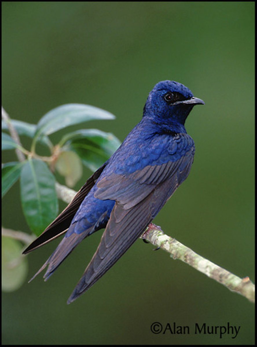 <p>Passeriformes</p><p>Hirundinidae</p>