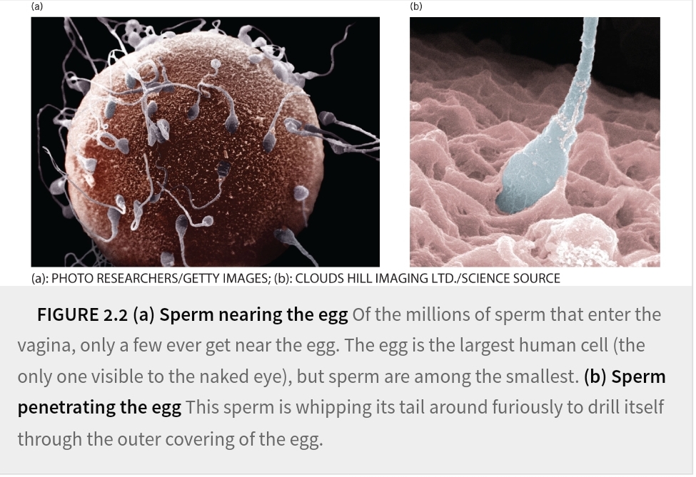 <p>egg and sperm come together to produce a single cell</p><p>gametes produce by meiosis, Contain half of required genetic materials</p><p></p>