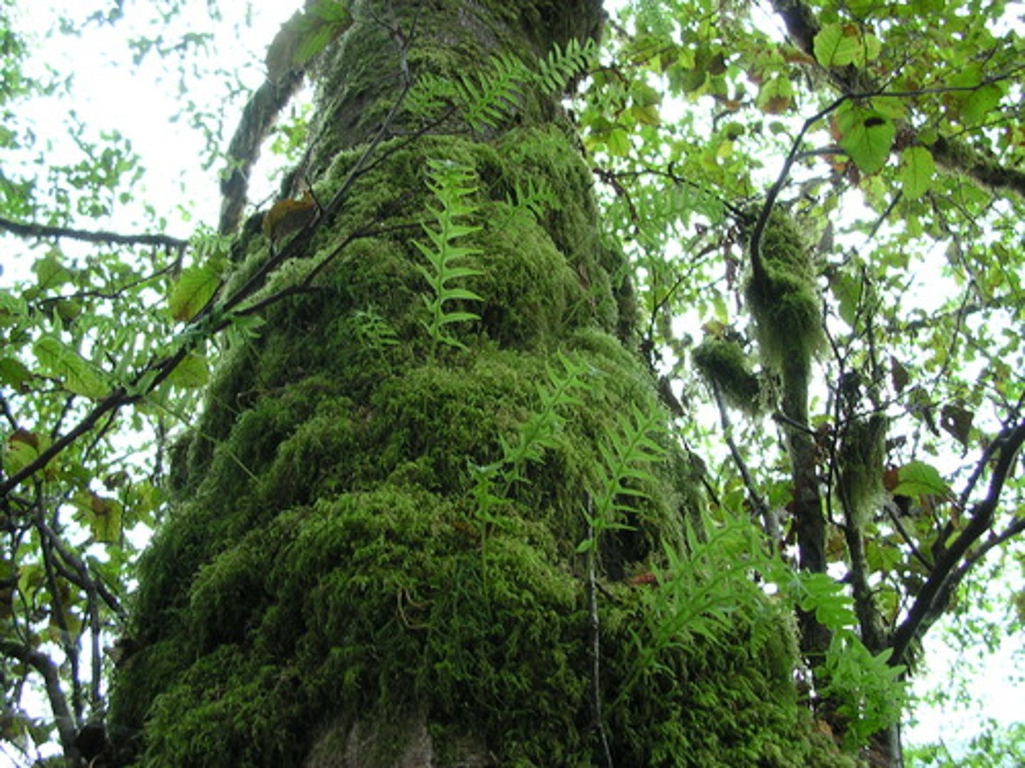 <p>Licorice Fern</p><p>Root end tastes like anise, it’s sweet, thrives in winter, grows in moss on maples or rocks</p><p>root end tastes like anise – bring a small swiss army type knife to let everyone try the root of this plant. It’s sweet, thrives in winter, and grows in moss on maple trees or on mossy rocks,</p><p>Winter Specialist</p><p>- Green and active in winter when other ferns are dormant.</p><p>- Grows epiphytically on mossy trees and rocks.</p><p>Edible Root</p><p>- Root tastes like anise and has been used medicinally.</p><p>- Used to treat sore throats and colds</p>