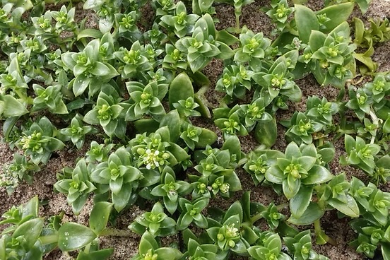<p>Sea sandwort</p>