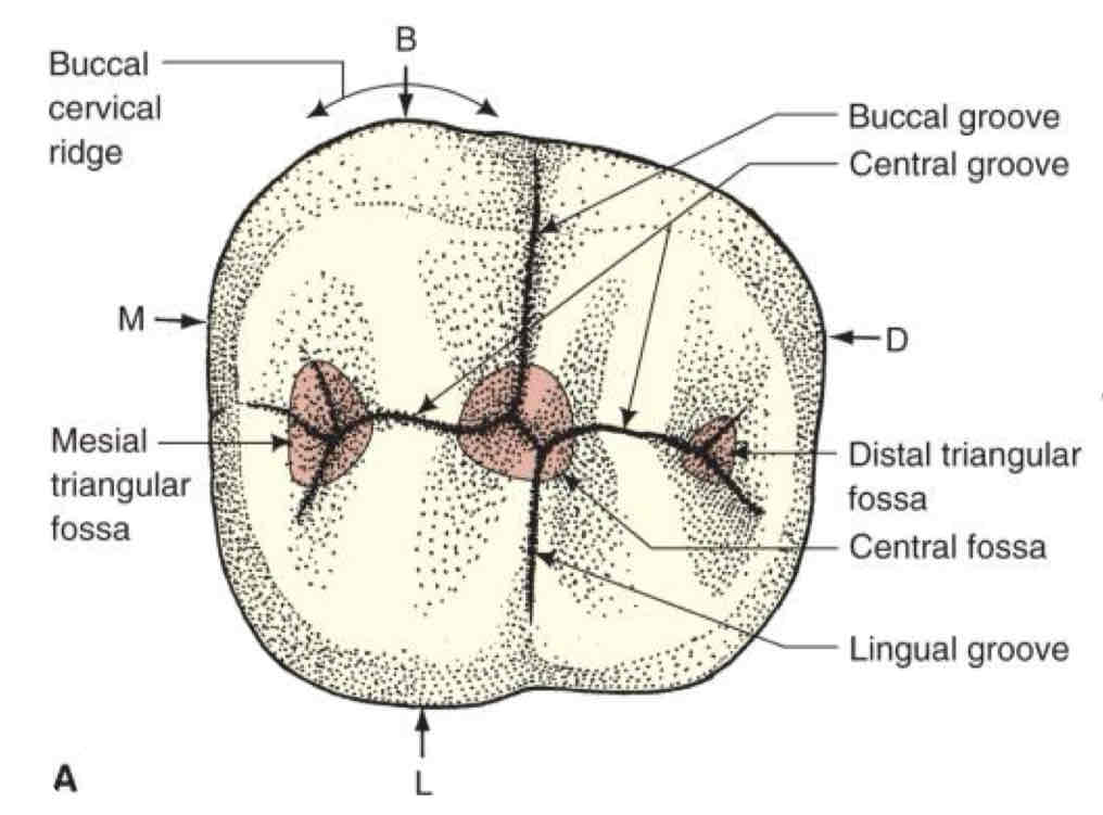 <p>how many <strong>fossae</strong> (shallow depression on tooth surface) does mandibular molars have </p>