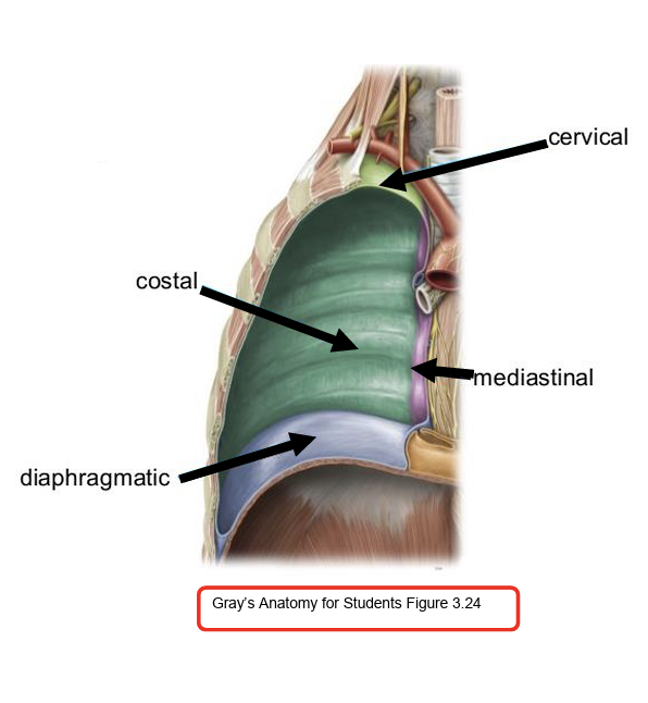 <p> Cervical: Covers the apex of the lung in the neck region </p><p> Costal: Lines ribs and intercostal surfaces </p><p> Diaphragmatic: Lines thoracic surface of diaphragm </p><p> Mediastinal: Lines the mediastinum</p>