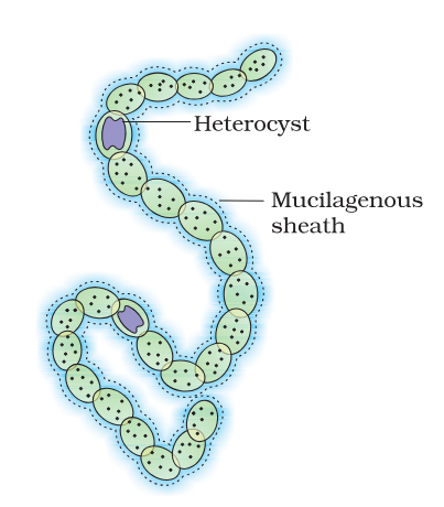 <p>What is this organism called?</p>