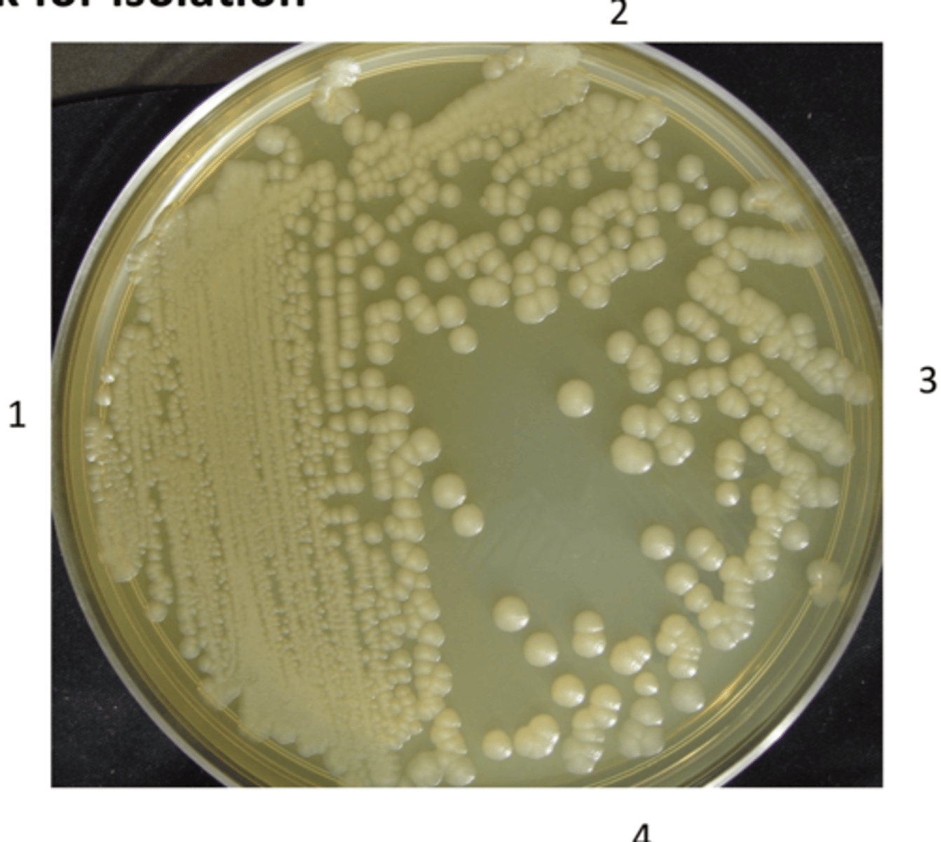 <p>to separate a mixture of different bacteria into distinct, isolated colonies on a nutrient surface</p>