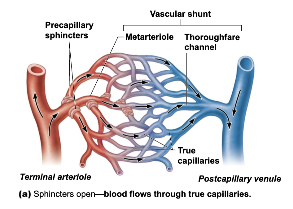 <ol><li><p><strong>Vascular shunt </strong></p><ul><li><p>Channel that connects arteriole directly with venule (<span style="color: purple;"><strong>metarteriole-thoroughfare channel</strong></span>)</p></li></ul></li><li><p><strong>True capillaries </strong></p><ul><li><p>Actual vessels involved in exchange (10 to 100 exchange vessels) </p></li><li><p>Normally branch from metarteriole and return to thoroughfare channel </p></li></ul></li></ol><p></p>
