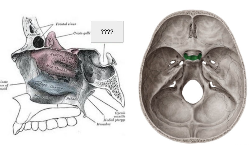 <p>cara superior del esfenoides</p>