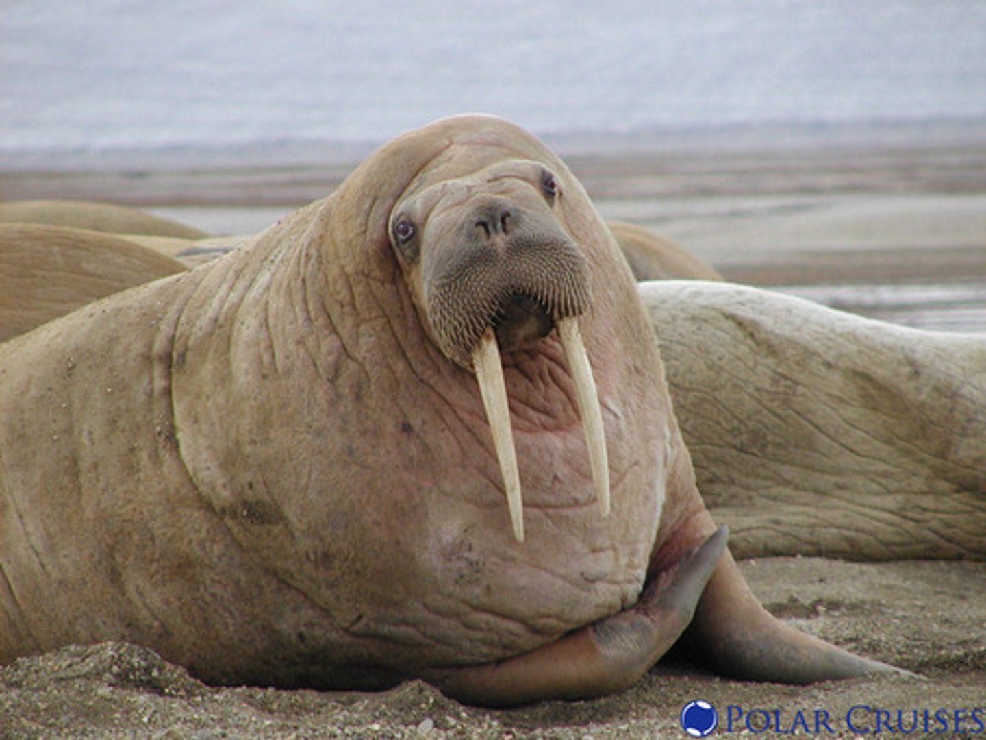 <p>walrus</p>