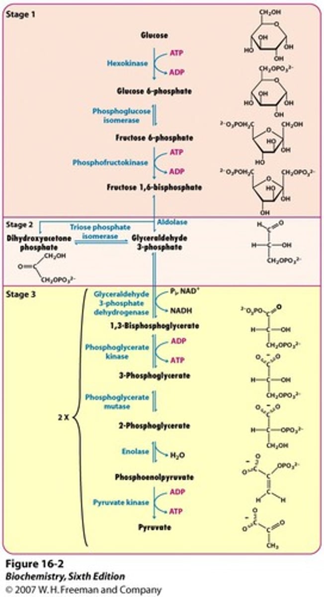 <p>all cells possess this pathway, occurs in cytoplasm</p><p>glucose is oxidized and split into two pyruvates, produced net 2 ATP, 2 NADH</p><p>3 key steps:</p><p>1. hexokinase- converts glucose to glucose-6-P, uses ATP</p><p>2. phosphofructokinase (PFK) - converts fructose-6-P to fructose-1,6-P2, committed step of glycolysis, allosterically inhibited by high ATP</p><p>3. pyruvate kinase- converts PEP to pyruvate, produces 2 ATP</p><p>"goodness gracious, father franklin did go buy phat pumpkins (to) prepare pies"</p><p>"GG, final fantasy did get boring playing people punching people"</p>