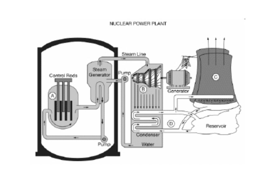 <p>Which of the following gases is released from the structure labeled C in the diagram?</p>