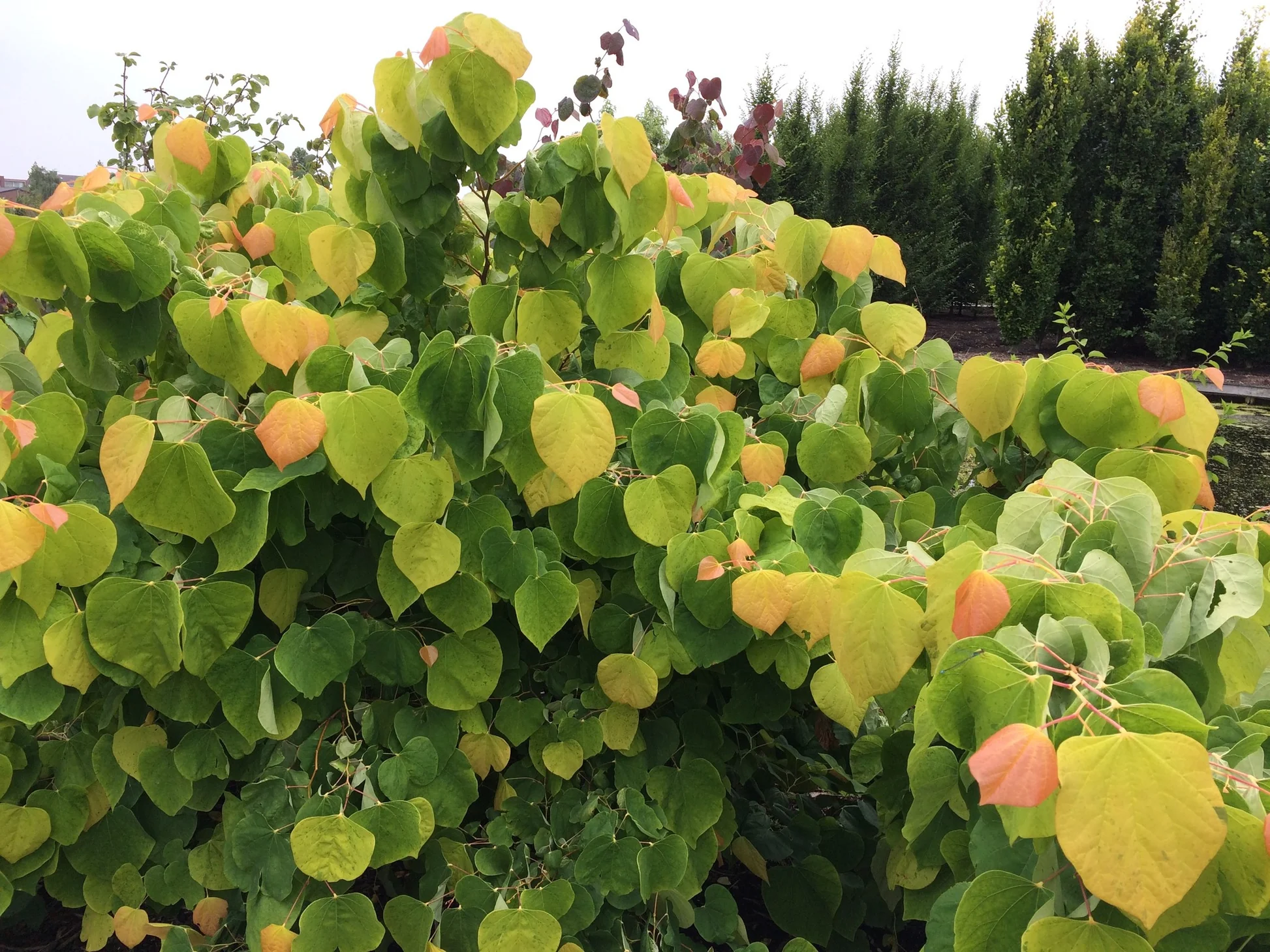 <p>what is the scientific name of eastern redbud</p>