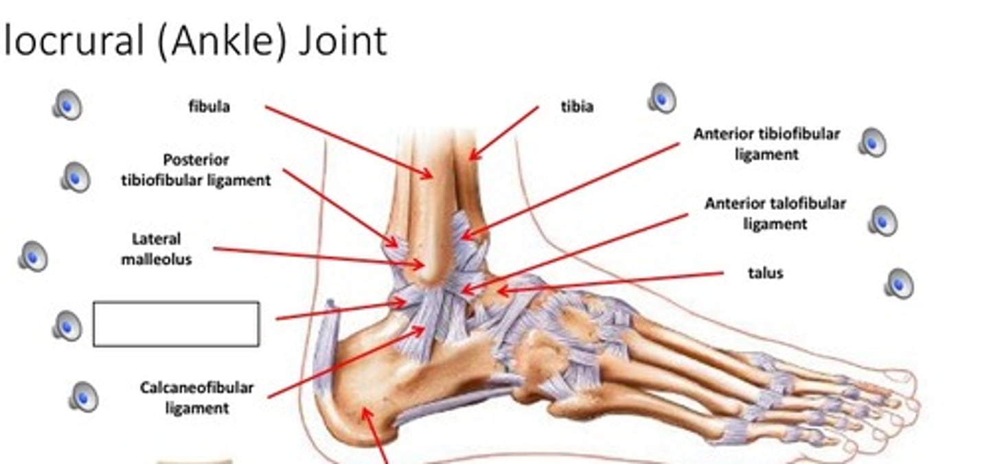 <p>- ligament running between the posterior aspects of the tibia and fibula</p><p>- thick, triangular band extending obliquely between the posterior tibia and fibula</p>