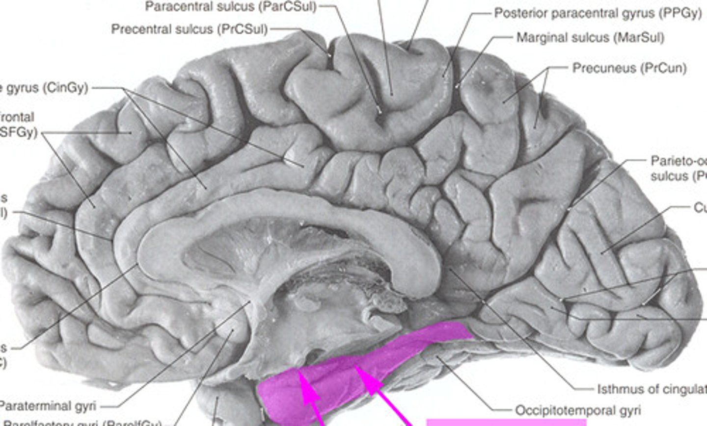 <p>a fold of tissue near the hippocampus that is often included in the limbic system</p>