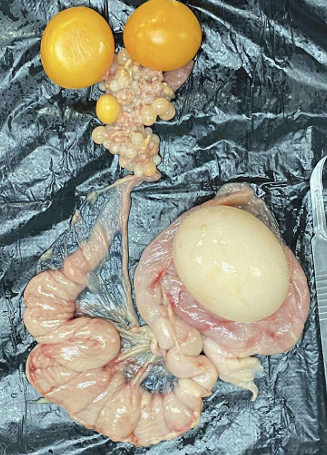 <p>Identify the specie where this organ came from and determine the organ system</p>