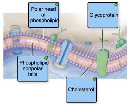 <p><span>Identify the components of the plasma membrane</span></p>