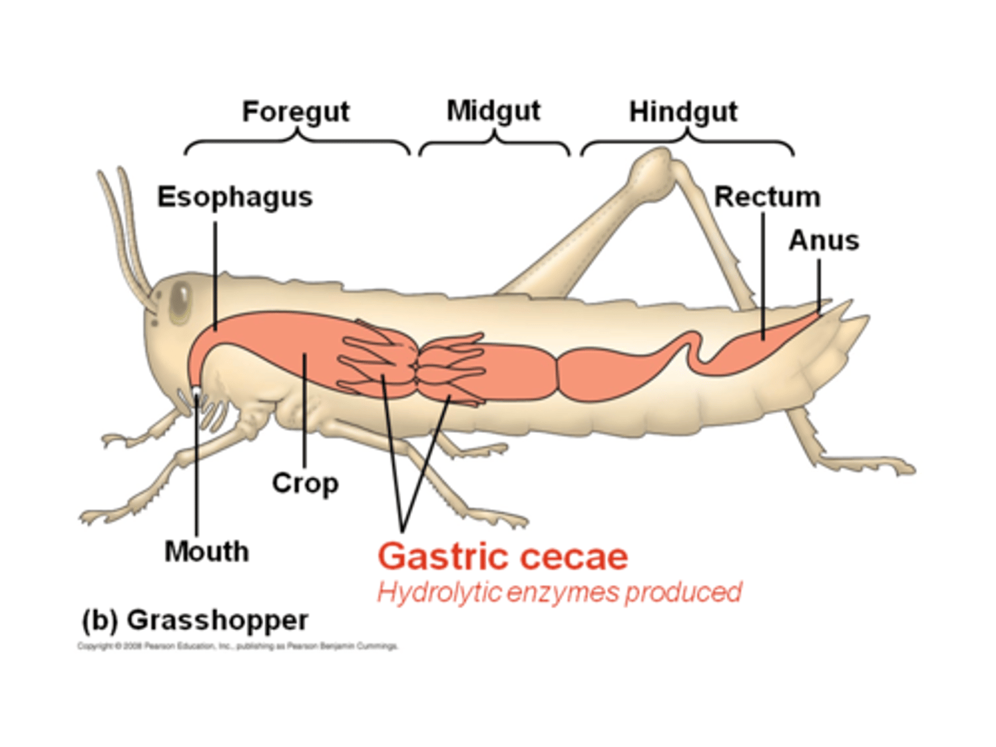 <p>storage organ</p>