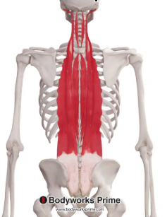 <p>Longissimus, iliocostalis, and spinalis<br>Intermediate muscles</p>