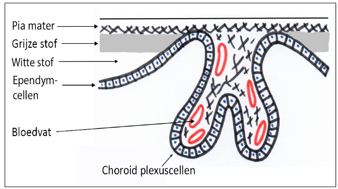 <ul><li><p>plexus choroideus</p><ul><li><p>= bloedvatennetwerk dat tussenkomt in vorming van CSV</p></li><li><p>bestaan uit talrijke vlokken die projecteren in lumen van ventrikels van hersenen</p><ul><li><p>vlokken: uit instulping van pia mater (met talrijke bloedvaatjes), afgelijnd door gespecialiseerde cuboïdale ependymcellen</p><ul><li><p>gespecialiseerde ependymcellen = choroid-plexuscellen</p></li></ul></li></ul></li></ul></li><li><p>tela choroidea = plaats waar ependymcellen vlak onder pia mater liggen</p></li><li><p>choroid-plexuscellen</p><ul><li><p>dragen zoals ependymcellen apicaal microvilli</p></li></ul></li></ul><p></p>