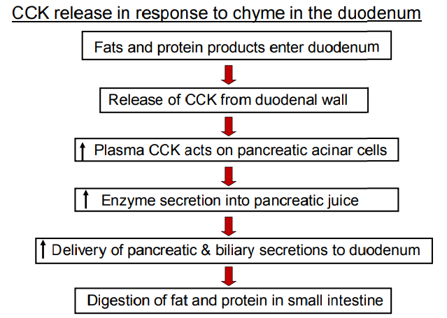 <p>1) Fats and protein products enter duodenum</p><p>2) Release of CCK from duodenal wall </p><p>3) Increase in Plasma CCK acts on pancreatic acinar cells</p><p>4) Increase in Enzyme secretion into pancreatic juice </p><p>5) Increase in Delivery of pancreatic &amp; biliary secretions to duodenum</p><p>6) Digestion of fat and protein in small intestine</p>