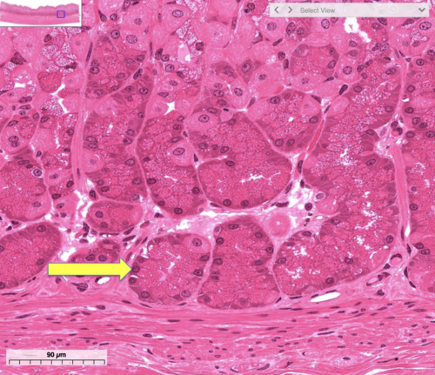 knowt flashcard image