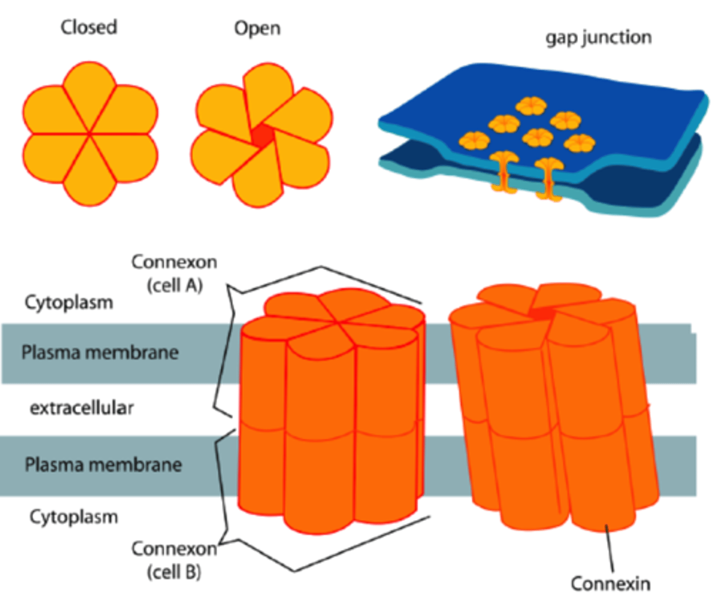 <p>is a type of gap junction protein: is made when plasma proteins come together to form channels.</p>