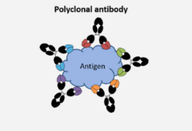 <p>Polyclonal antibody</p>