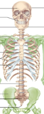 <p>Axial skeleton</p>